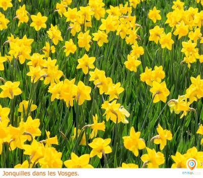 Y a-t-il des jonquilles dans les Vosges ?