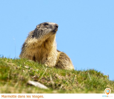 Y a-t-il des marmottes dans les Vosges ? Y a-t-il des marmottes dans les Vosges ?