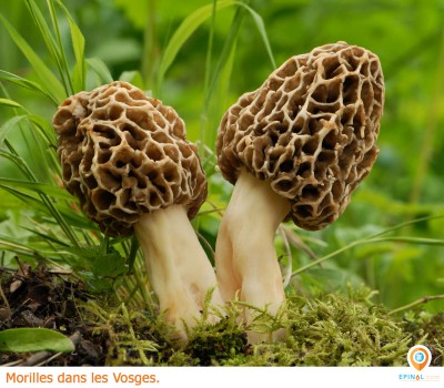 Y a-t-il des morilles dans les Vosges ?