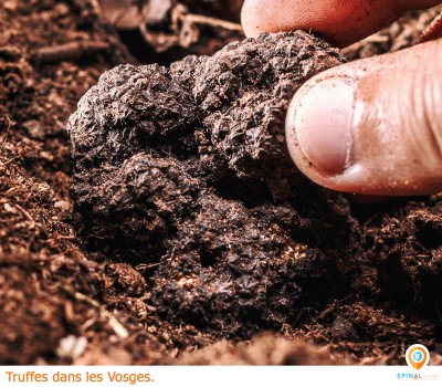 Y a-t-il des truffes dans les Vosges ?