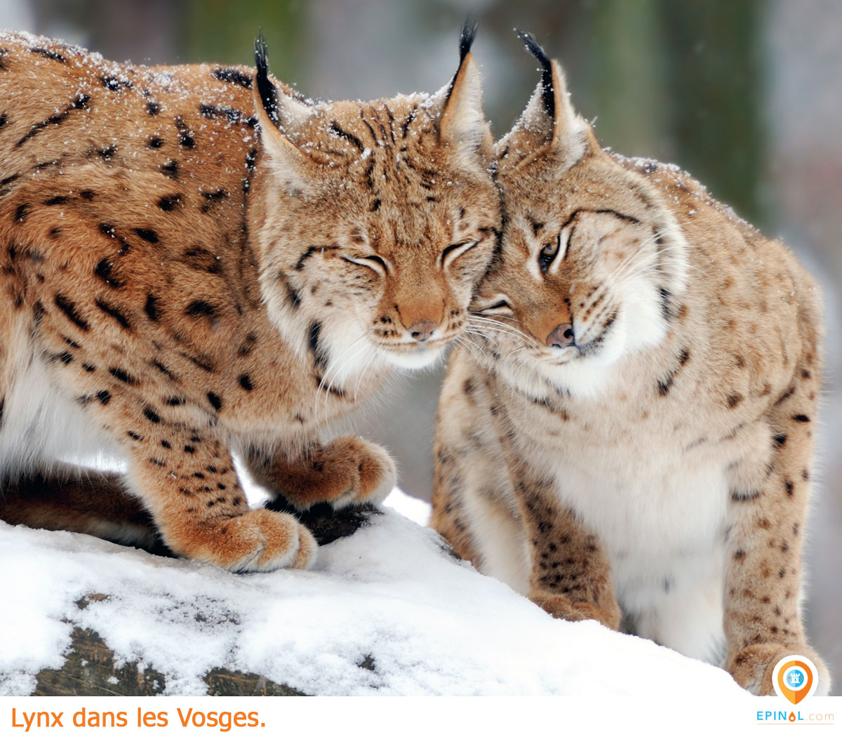 Sauvons le Lynx dans les Vosges