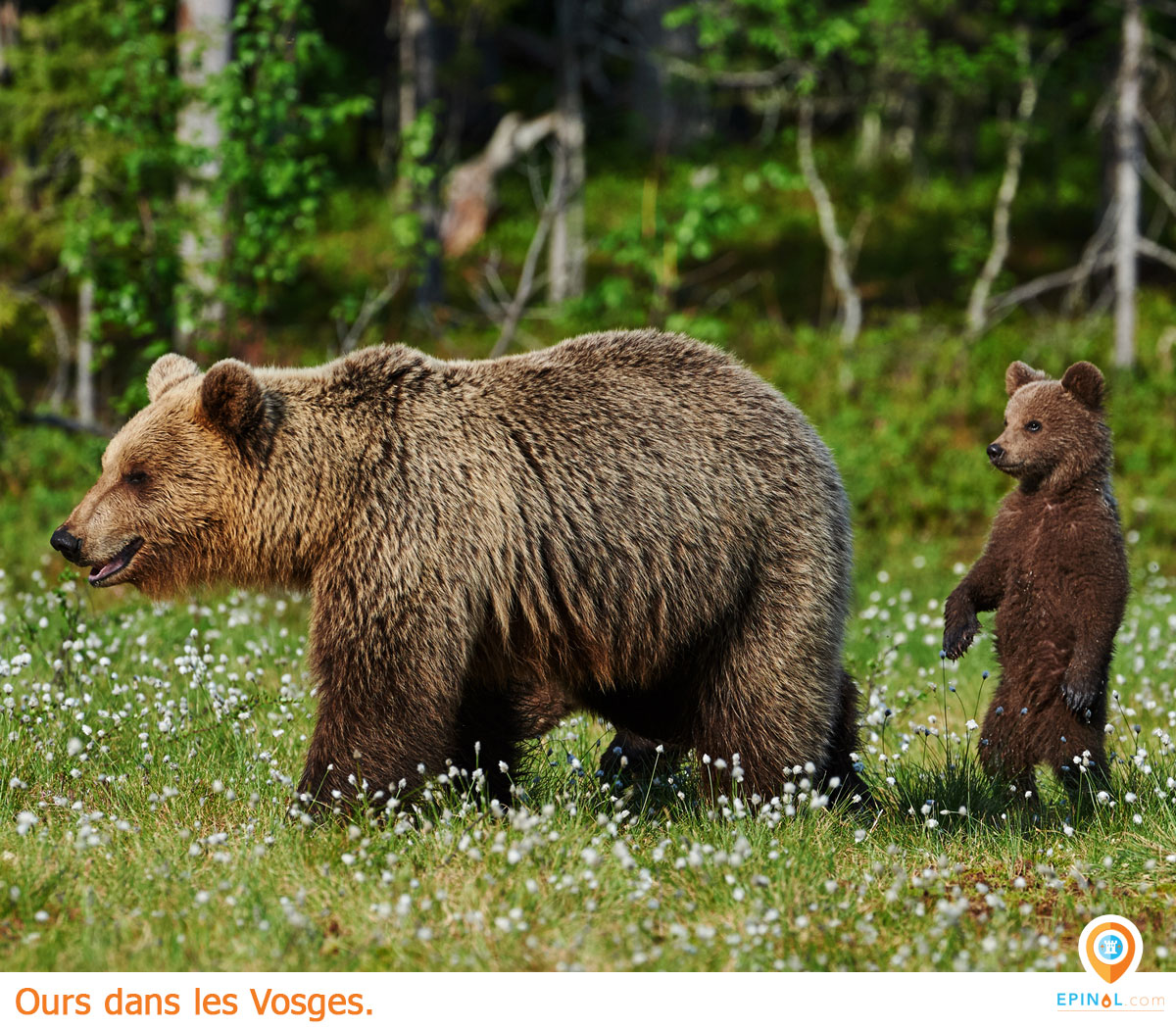 Lorraine. À quand remontent les dernières traces des ours bruns dans les  Vosges ?